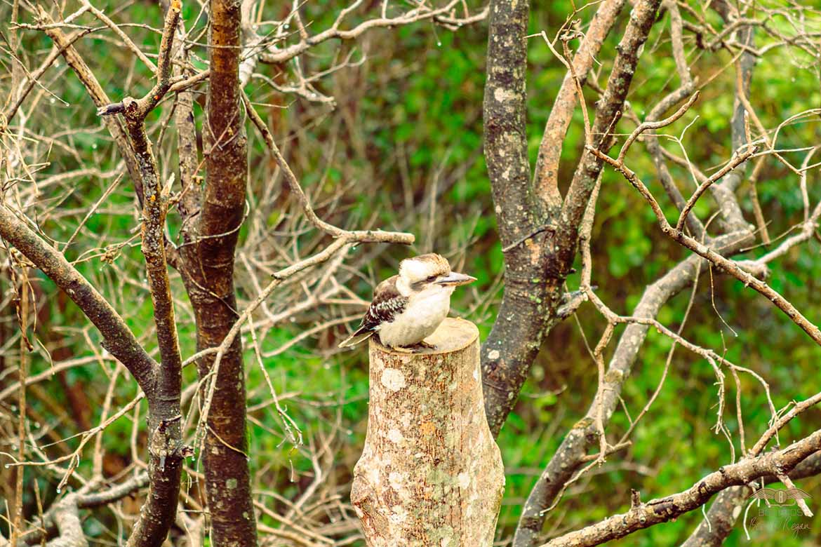 Kookaburra on a tree