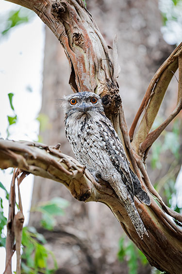 What are you looking at? - Tawny frogmouth on a branch